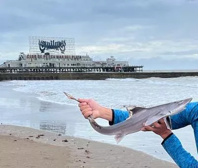 tiburón-playa-popular