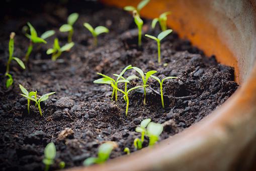 como-cultivar-fresa-3_0