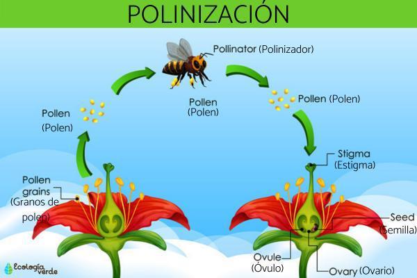 que_es_la_polinizacion_3256_0_600