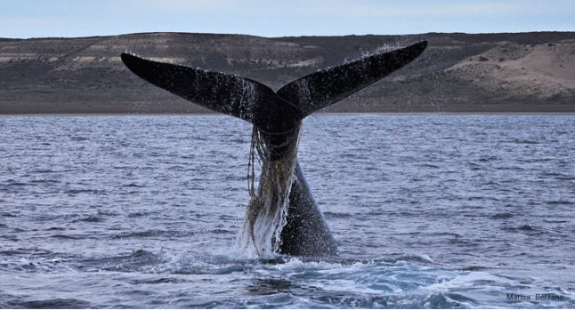 cola ballena