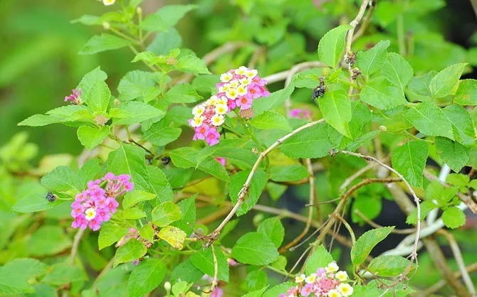 como-reproducir-plantas-mediante-esquejes-3