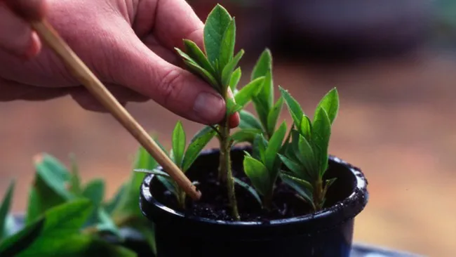 como-reproducir-plantas-mediante-esquejes-10