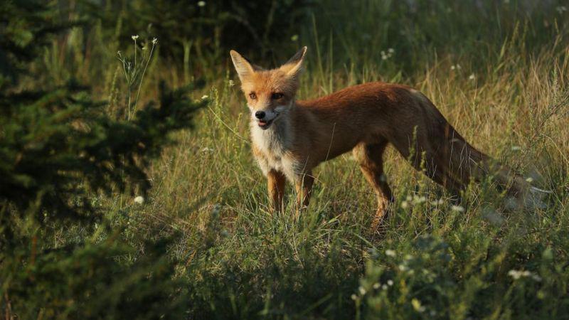 _107980346_gettyimages-836937544