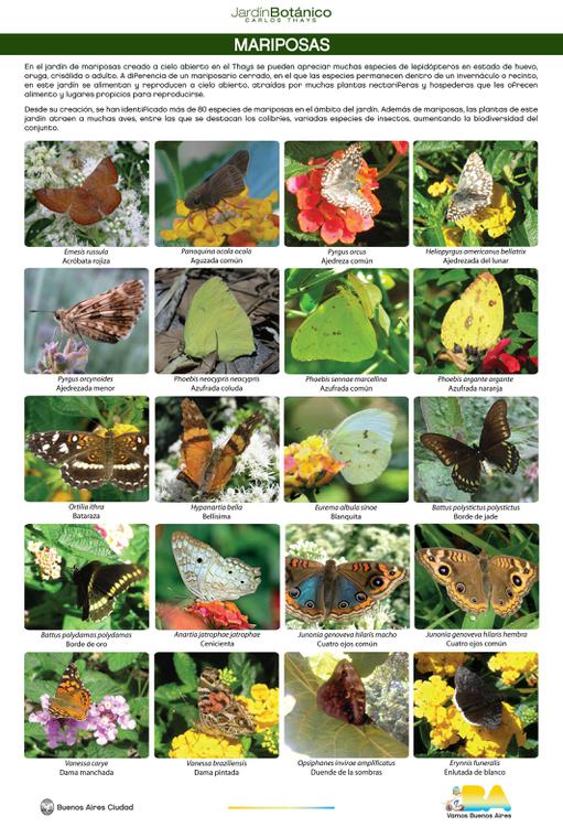 lamina-1-mariposas-nueva_4