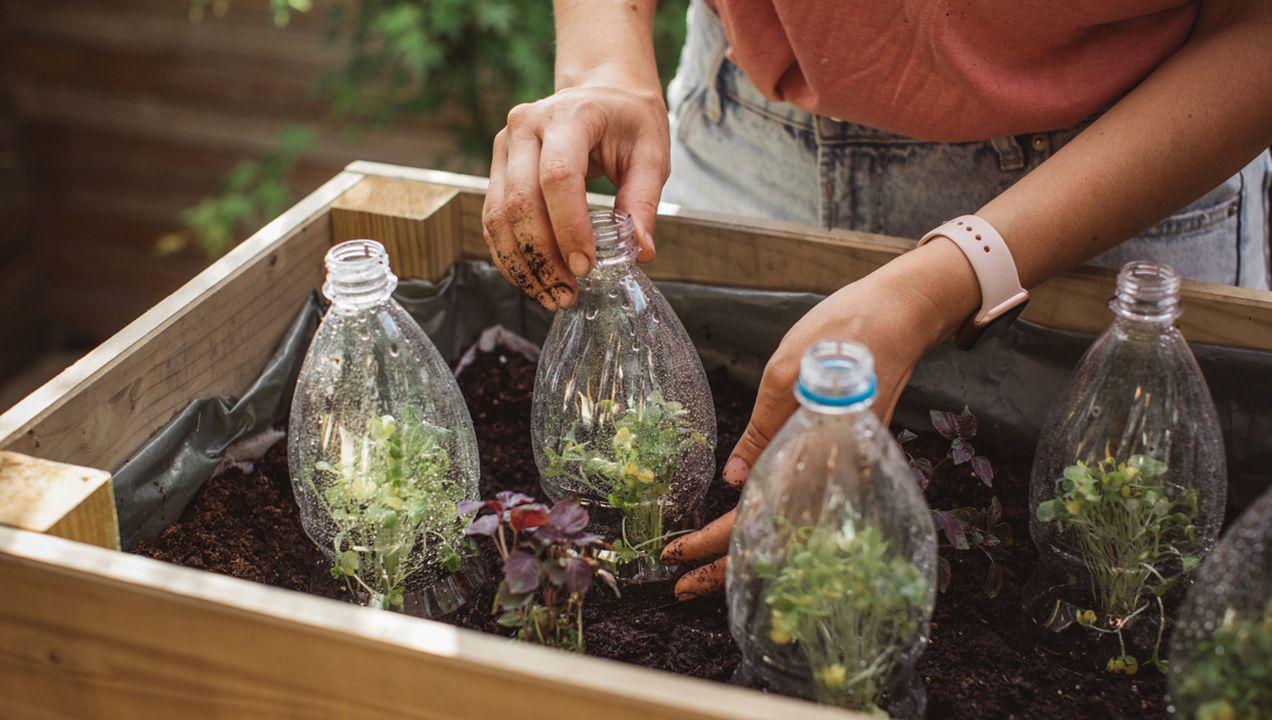 mini-invernadero-con-botellas-de-plastico-reutilizadas-XxXx80