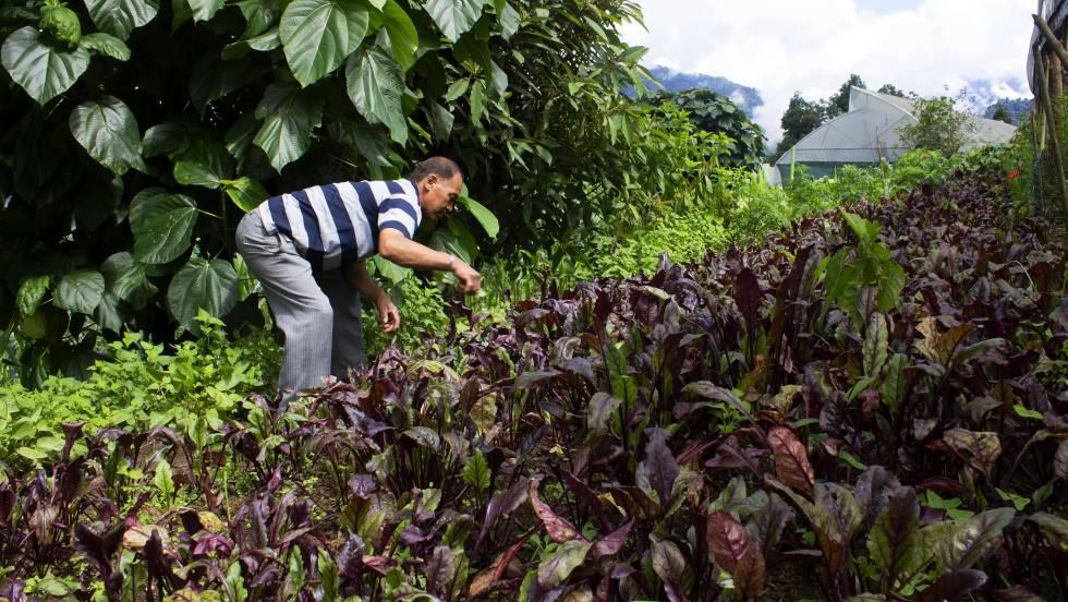 sikkim.27-04-2021.medio-ambiente