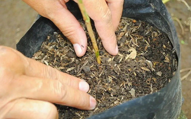 como-reproducir-plantas-mediante-esquejes-9
