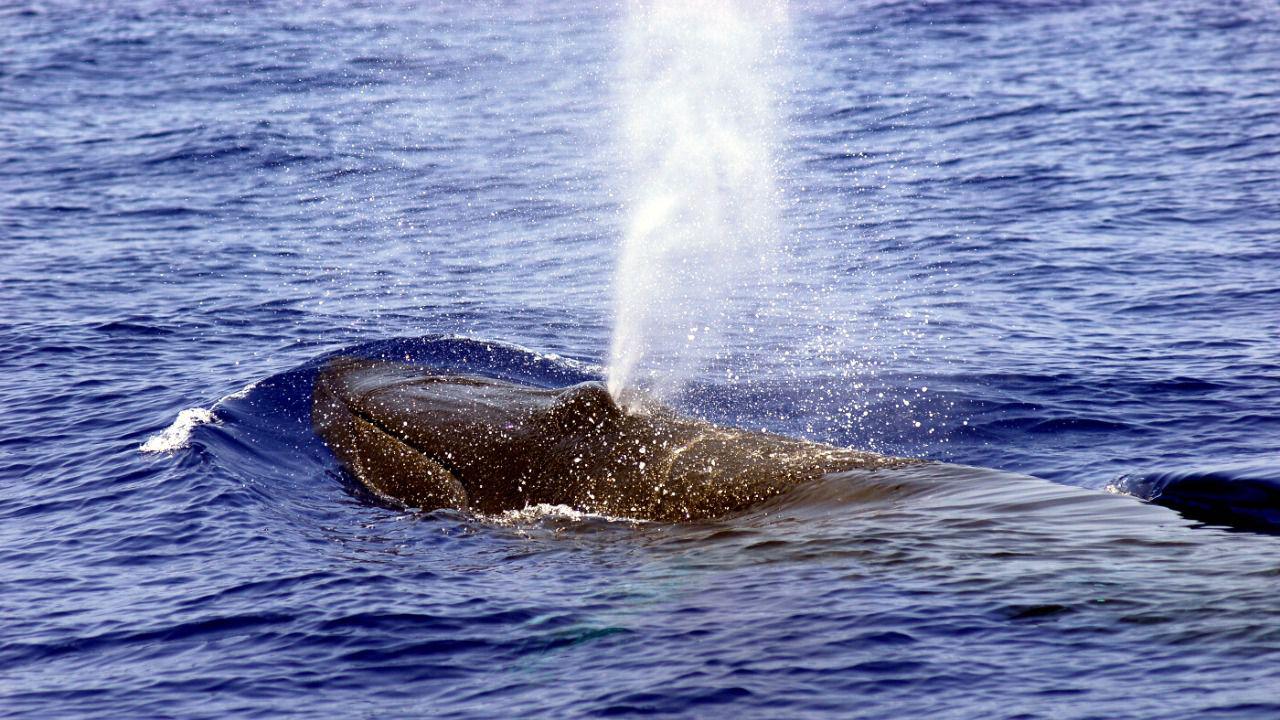 1611223501_cetaceos-3