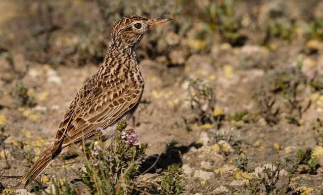 alondra-ricoti-en-los-monegros-eduardo-vinuales