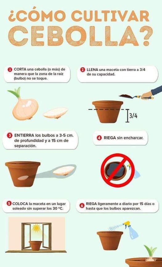 como_cultivar_cebolla