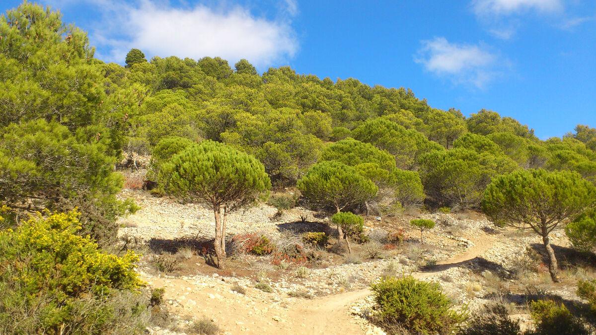 arenales-puertos-pinos-pinoneros_1554755114_135409679_1200x675