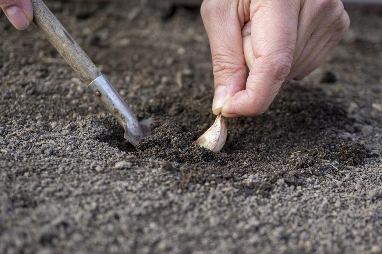 como-cultivar-ajo-3_0