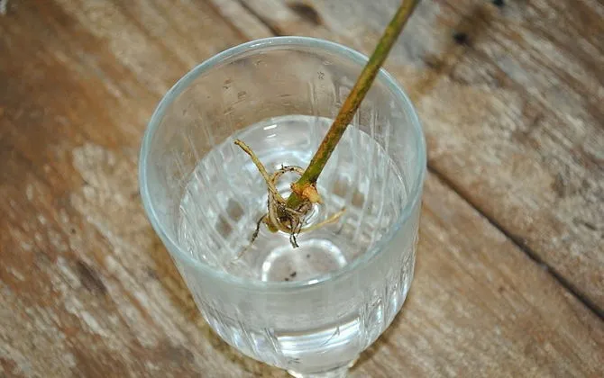 como-reproducir-plantas-mediante-esquejes-7