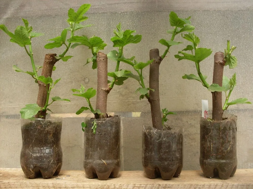 como-reproducir-plantas-mediante-esquejes-11