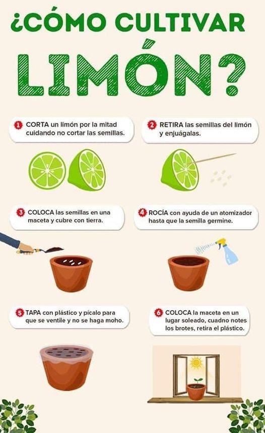 como_cultivar_limon