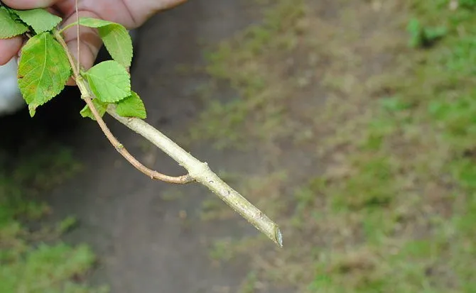 como-reproducir-plantas-mediante-esquejes-4