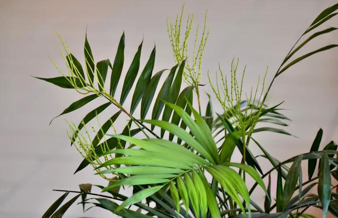 palma de bambu