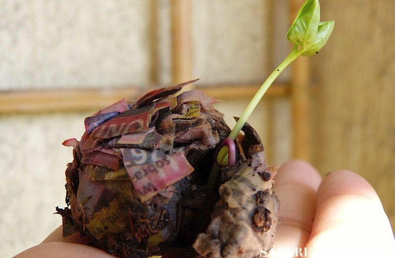 1Como-hacer-bombas-de-semillas2