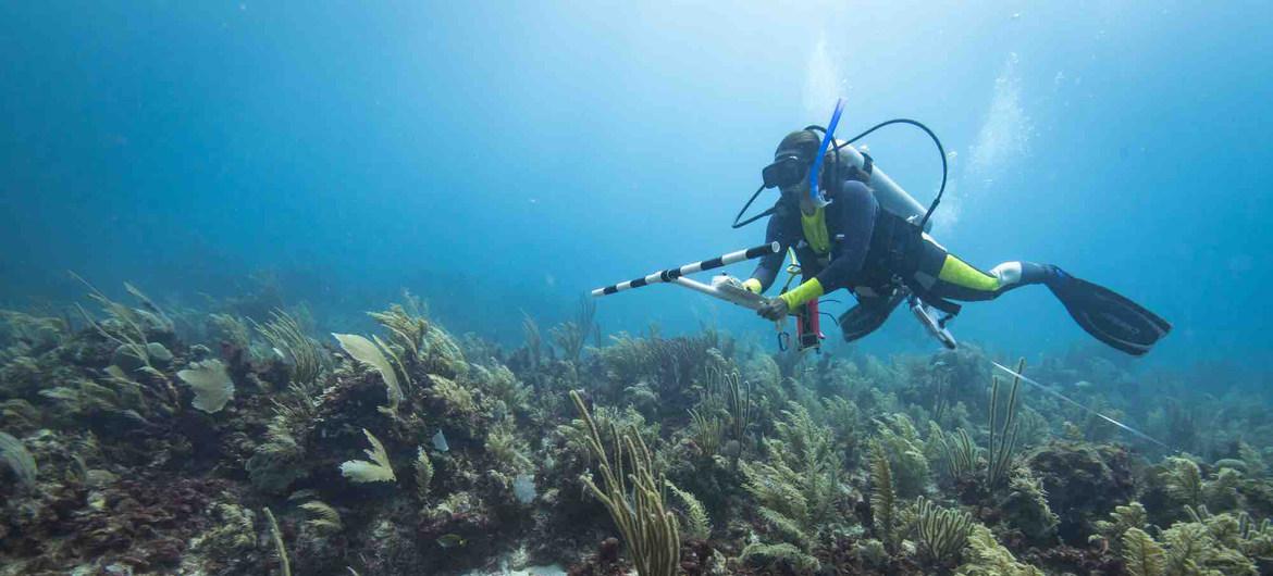 buzo-monitor-de-arrecifes