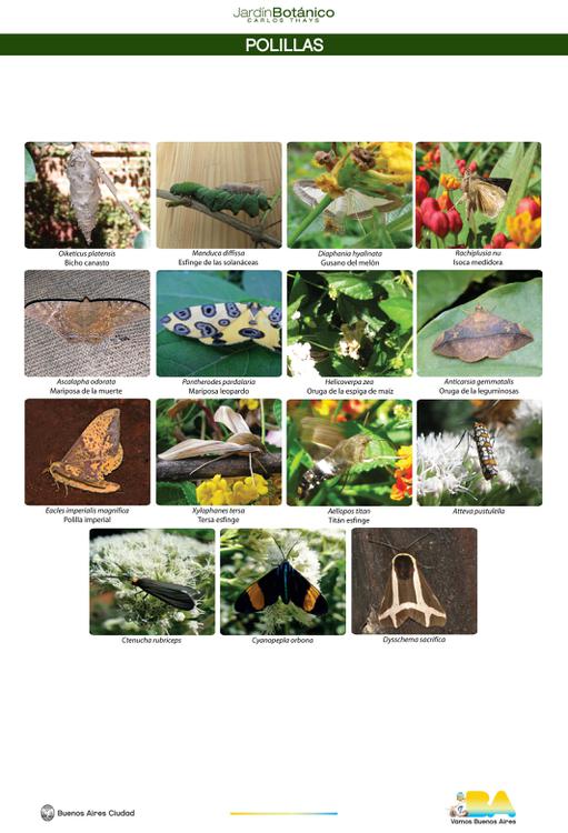 lamina-polillas-nueva_0