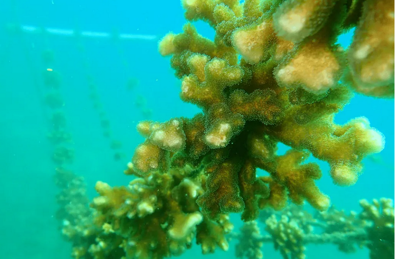 corales2