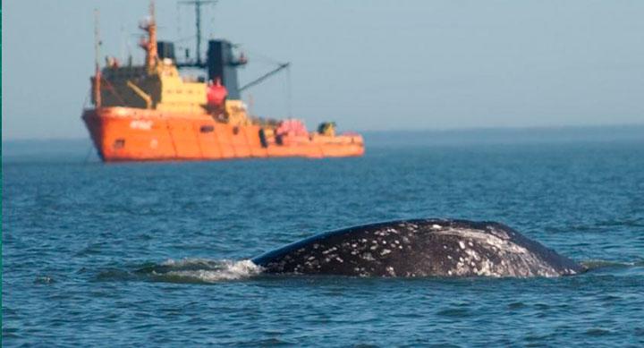 propsecciones-sismicas-1x