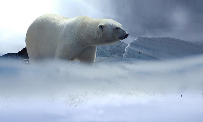 12-10_dia-de-los-derechos-de-los-animales_oso-polar_m