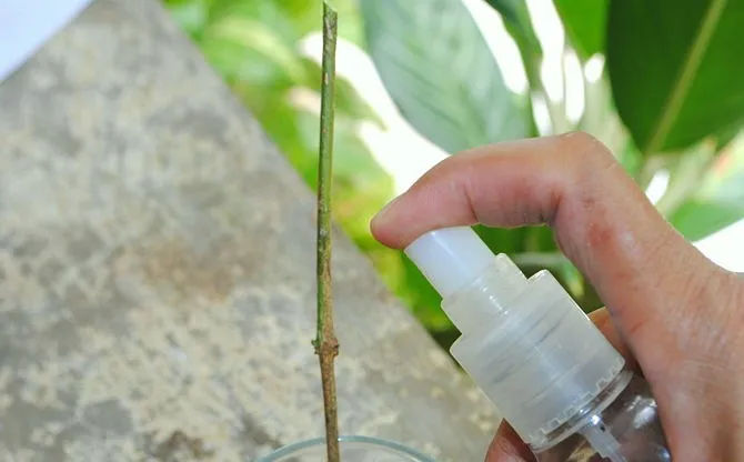 como-reproducir-plantas-mediante-esquejes-8