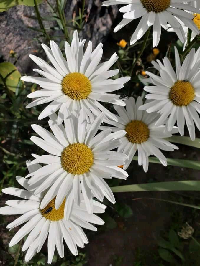 e3b01580-363b-4967-9b97-f539790d6ad2