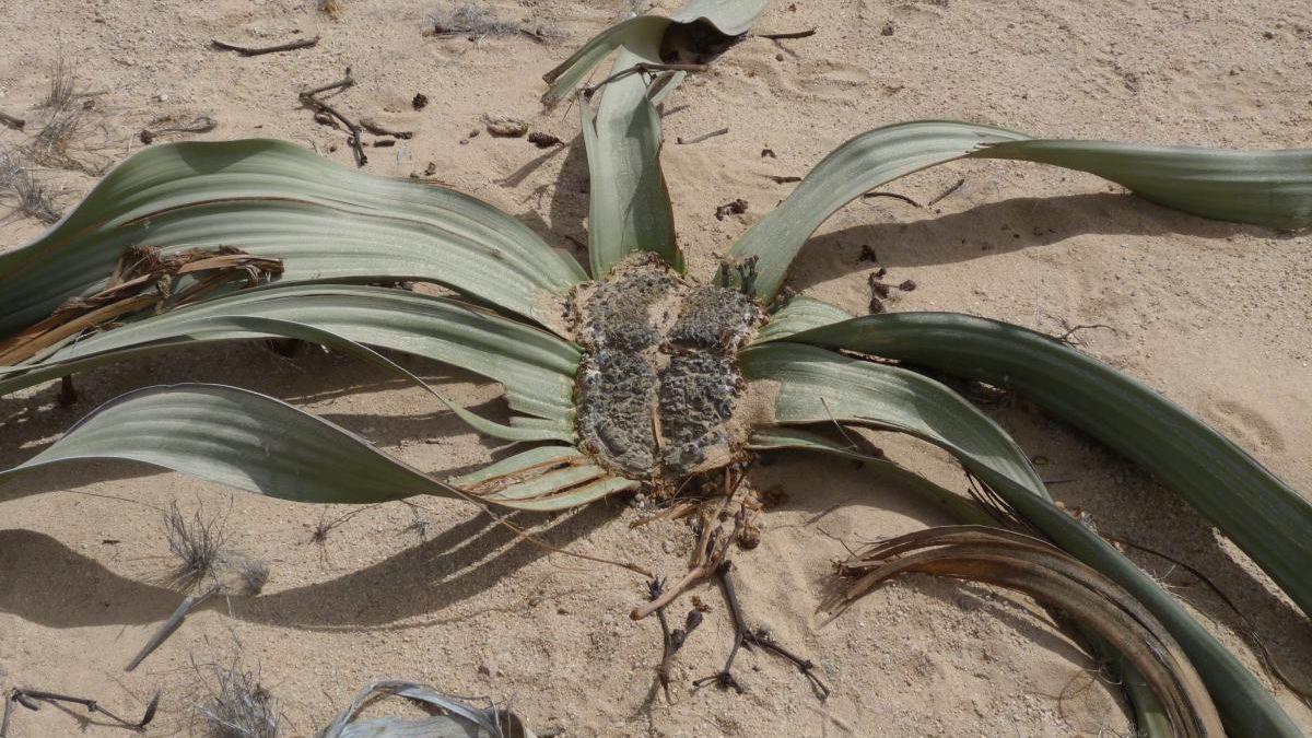 planta africana 3