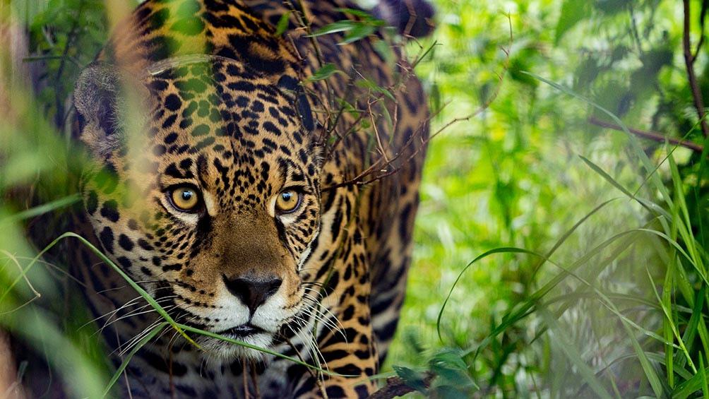 5f6741713c4b0_1004x565