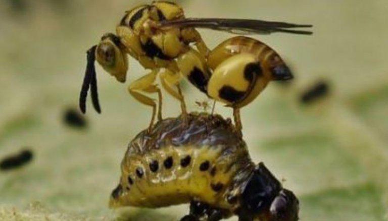 avispa-parasitoide-infocampo-768x438