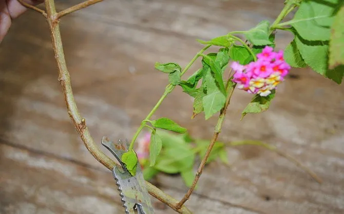 como-reproducir-plantas-mediante-esquejes-5