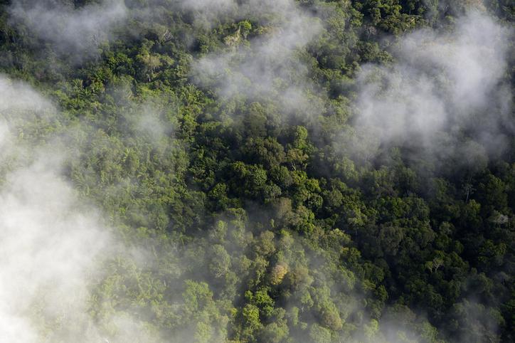 tala amazonia