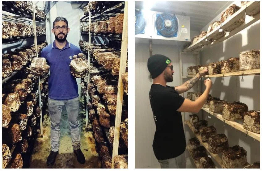 logran-cultivar-shitakes-en-residuos-de-la-produccion-de-cerveza-20211215-El-Horticultor