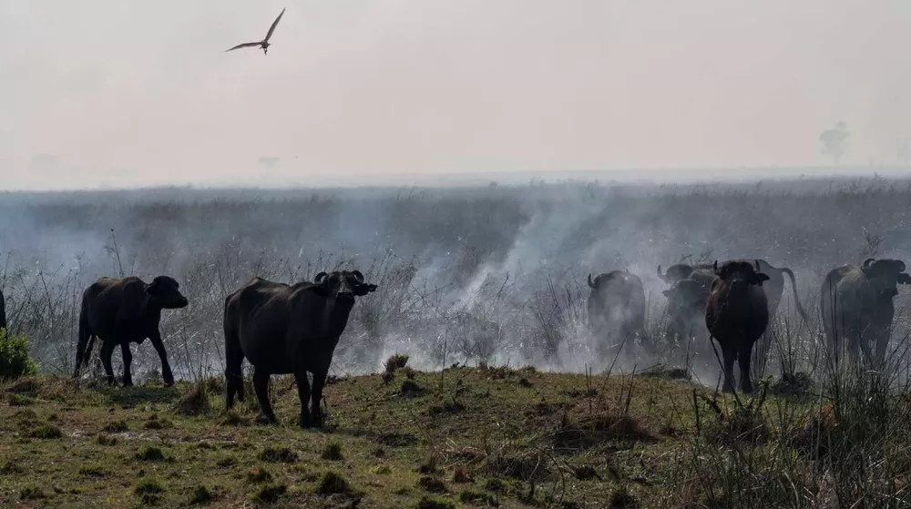 daño ambiental por incendios corrientes