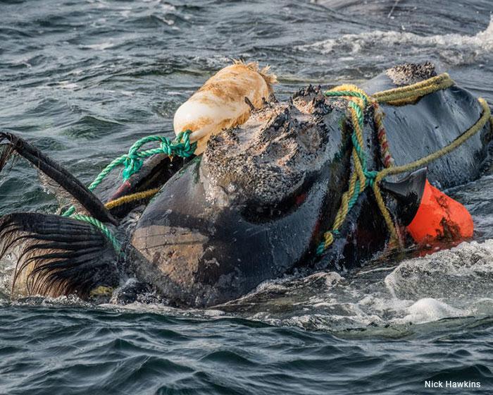 ballena-del-norte-Nick-Hawkins