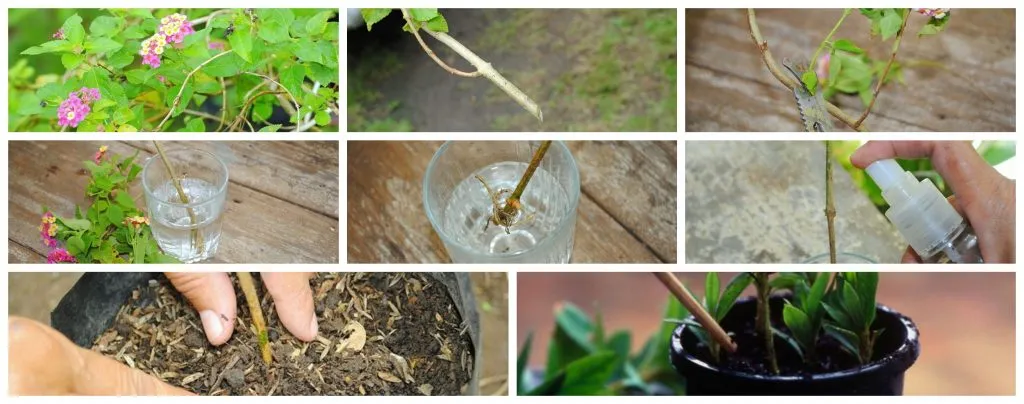 como-reproducir-plantas-mediante-esquejes-2