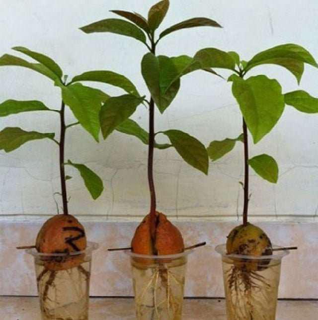 cultivo-de-palta-en-maceta