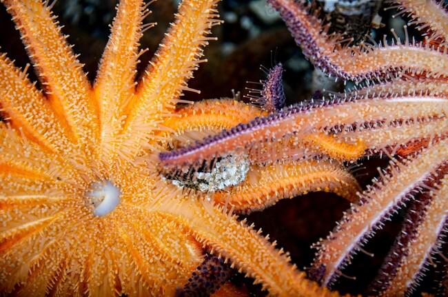 estrella de mar girasol