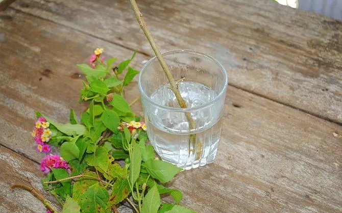 como-reproducir-plantas-mediante-esquejes-6