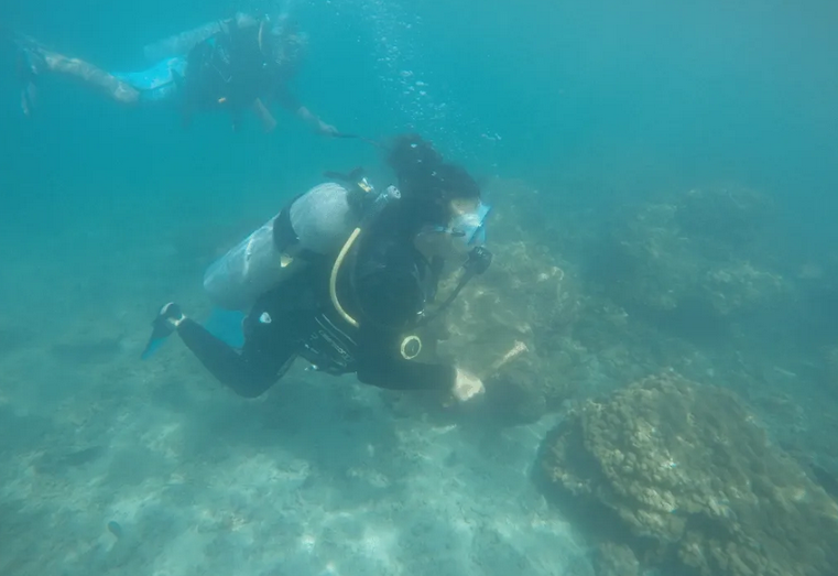 corales4