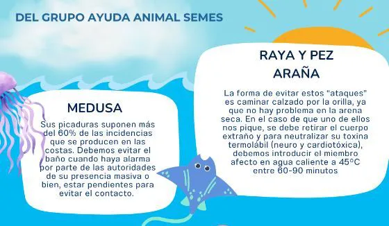 medusas