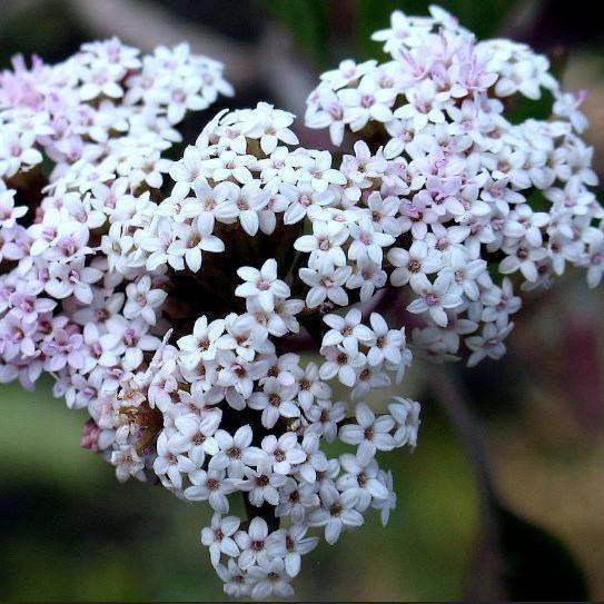 plantas-medicinales-valeriana_6340d15a_543x543