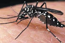 mosquito
