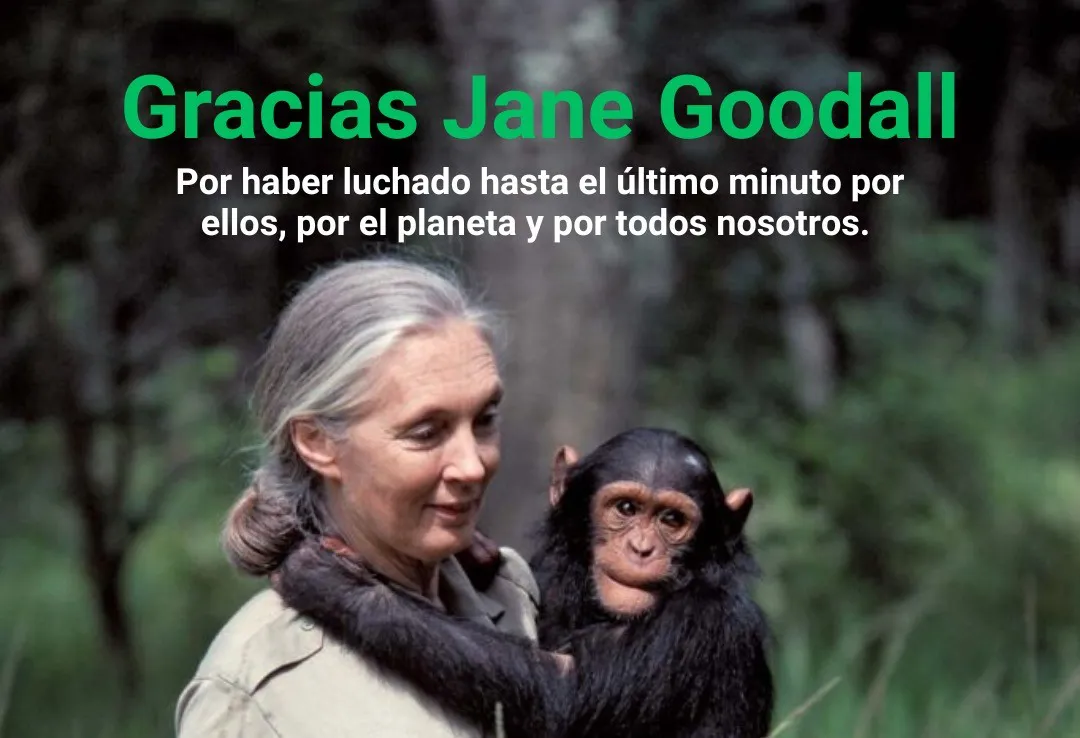 jane-goodall