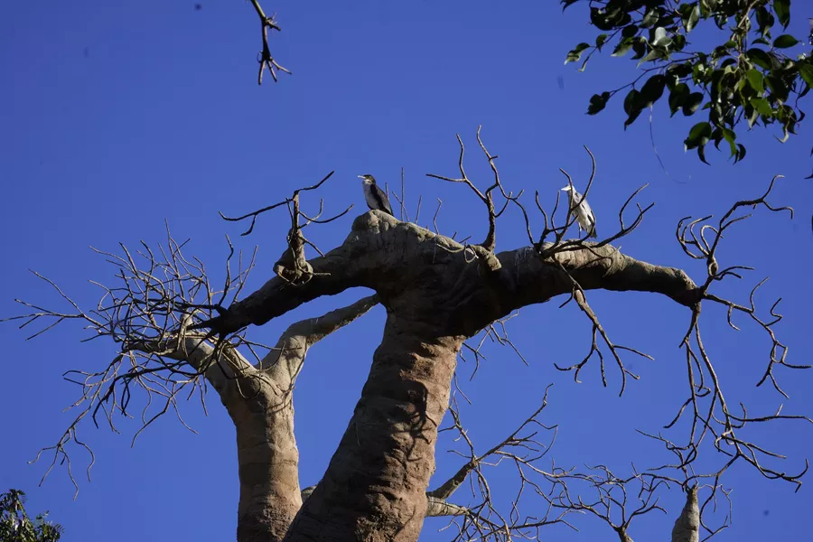 Aves de paso en BIOPARC Fuengirola Humedales