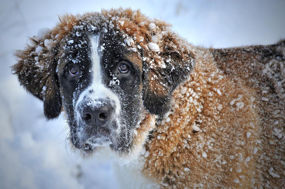 st-bernard-1168663_1920