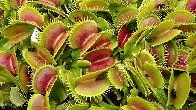 las-plantas-carnivoras-mas-hermosas-655x368