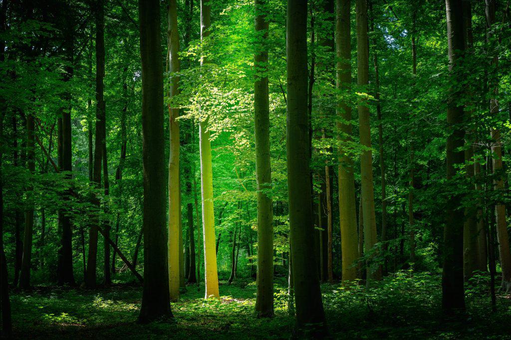 banos-de-bosque-salud-mental.18-03-2021.wellness-min-1024x683
